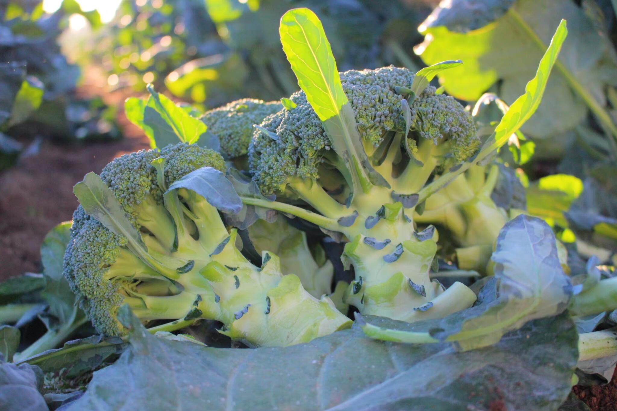 IMG_8751.jpeg